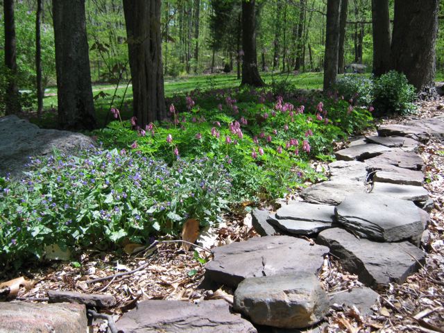Naturalizing Bed Lungwort (Pulmonaria officinalis), Bleeding Heards (Dicentra sp.), Pink Shell Azalea ( Rhododendron vaseyi), and Jacob's Ladder (Polemonium reptans). Most grown from seed.